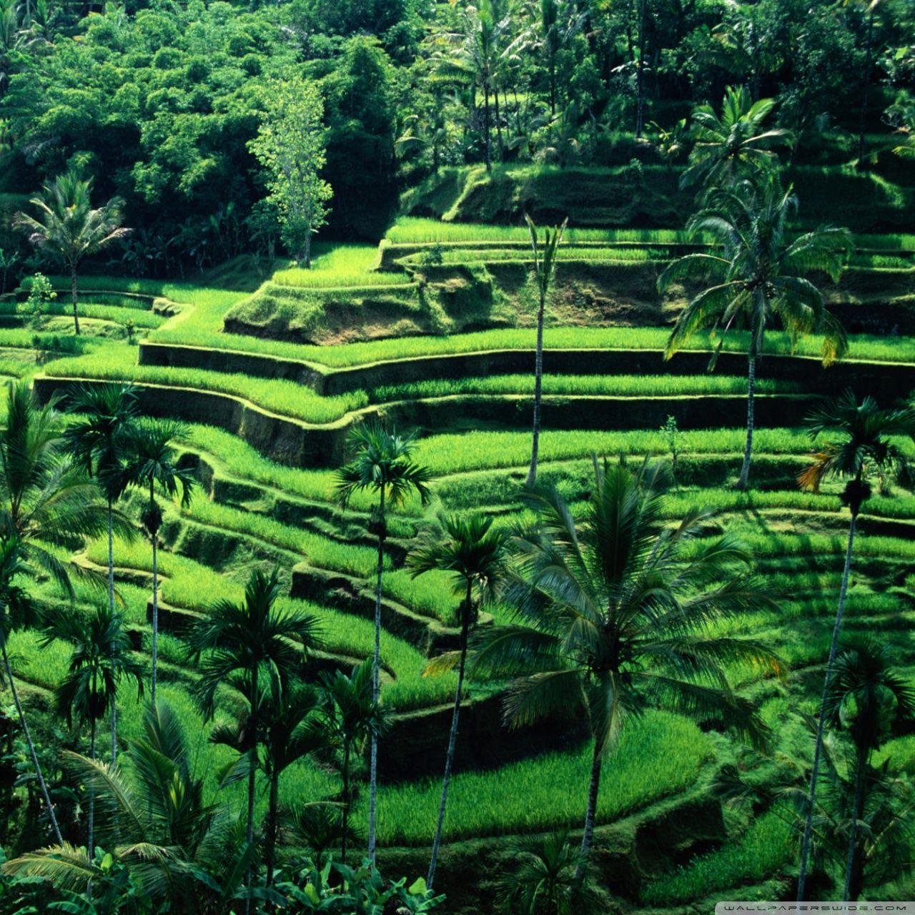 How to Plan a Bali Itinerary Without Rushing